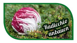 Salat erfolgreich anbauen 🥗 Radicchio im Garten [upl. by Naugal555]