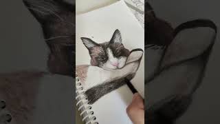 Desenhando um gatinho [upl. by Alled]