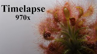 Drosera scorpioides Gidgegannup WA  Timelapse 970x [upl. by Keverne84]