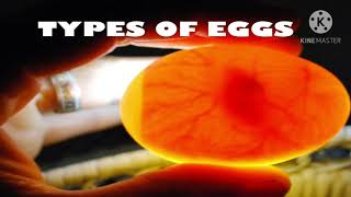 Types of eggs [upl. by Nob]