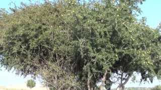 Марокко Как делают аргановое масло или масло арганы ARGAN OIL MOROCCO [upl. by Enaile]