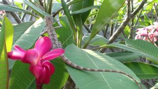 Forest Crested Lizard  Calotes emma  in KalasinThailand [upl. by Eillen]