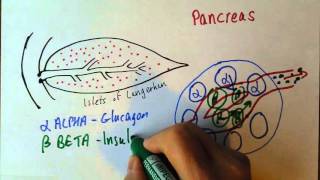 Endocrine 3 Pancreas insulin and glucagon [upl. by Pallaton]