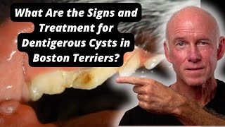 What Are the Signs and Treatment for Dentigerous Cysts in Boston Terriers [upl. by Nivlak]