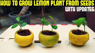 How To Grow Lemon Tree From Seed WITH FULL UPDATES [upl. by Beaumont]