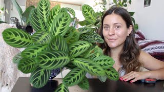 How To Make a Prayer Plant Houseplant More Full  Maranta Plant Propagation [upl. by Truscott463]