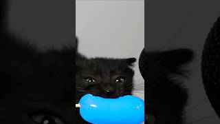 kitten asmr 🟦🌭 [upl. by Sammy]