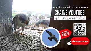 Live Faucons Pèlerin  8e saison à Dottignies  creusement de la cuvette 24 février 2023  en direct [upl. by Sanborn]