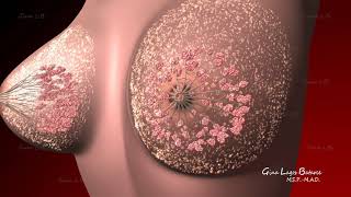 Glándula Mamaria  Mammary gland  3d Animation [upl. by Esina994]