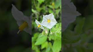 Papa silvestre que crecen en el bosque solanum [upl. by Blakely]