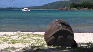 Experience Paradise in the Seychelles with The Moorings [upl. by Anstus]