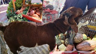 denbigh agricultural show lots of food and great farmer here in Jamaica [upl. by Nuahs]