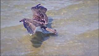 Barnegat Light Osprey Cam  Another Juvie Bath Aug 03 2020 HD [upl. by Bruno]