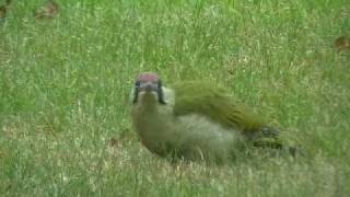 Yaffle Green Woodpecker [upl. by Gillead194]