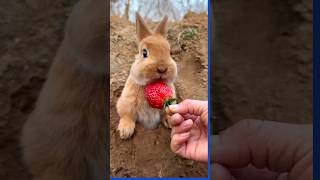 Coelhinho Comendo Morangos bunny rabbit [upl. by Elamor]