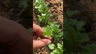 How to grow winter season coriander leaves 💯organic matteryoutube shortvideo [upl. by Maia325]