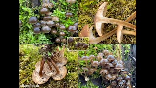 Pilzportrait  WinterHelmling Winterhelmling Mycena tintinnabulum [upl. by Eintroc]