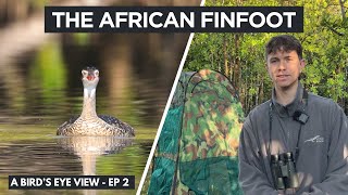 Filming the African Finfoot [upl. by Mcgurn]