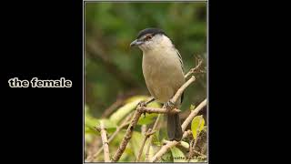 Black backed Puffback territorial defence call [upl. by Eledoya]