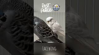 Lacewing Budgie Died rip budgies fyp pet animals parakeet englishbudgie babybudgie love [upl. by Yerffoj935]