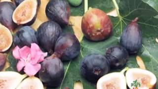 Escape the Ordinary Discover 3 Ways to Prepare Figs [upl. by Shaina]