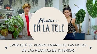 ¿POR QUÉ SE PONEN AMARILLAS LAS HOJAS DE LAS PLANTAS DE INTERIOR A Revista CRTVG [upl. by Kal]