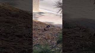 The moment the Daurian redstart pecked at food in the dirt [upl. by Mij634]