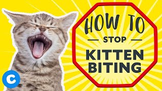 How to Stop Kitten Biting [upl. by Ahsaek]