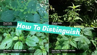 Nettle Identification [upl. by Urson]