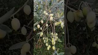 Olives Tree nature trendingshorts oliveoil [upl. by Malynda]