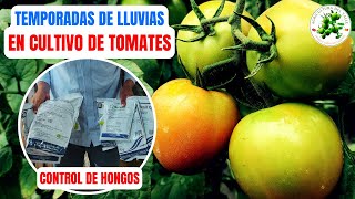 Control De Hongos Invernaderos En Temporadas De Lluvias  CULTIVO DE TOMATES [upl. by Nobel]