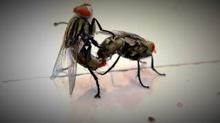 Funny Housefly  Mating [upl. by Blatman]