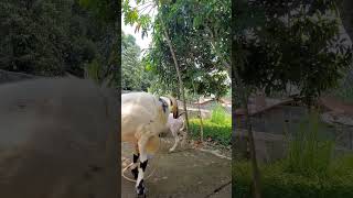 DOMBA GARUT MIJAH shortvideo domba animals sheep shorts fyp fypシ゚ dombagarut ternak [upl. by Bernat]