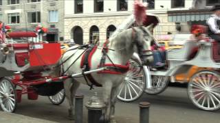 Bessarabian Coachman in New York [upl. by Pierrette650]