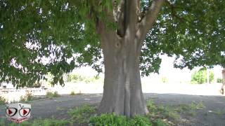 Celtis Australis  il gigante verde di Carmiano [upl. by Lemmy]