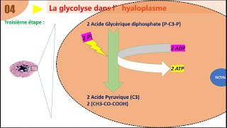 SVT 2 BAC résumé de lunité 01 consommation de la matière organique et flux dénergie partie 02 [upl. by Ayardna844]