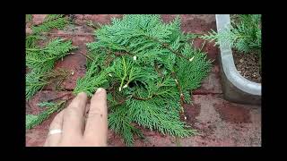 How to Propagate Leyland Cypress [upl. by Phip]