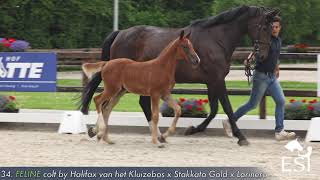 34 FELINE filly by Halifax van het Kluizebos x Stakkato Gold x Larinero wwwesiauction [upl. by Erehpotsirhc710]