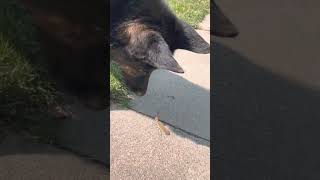 Praying mantis vs two German shepherds prayingmantis germanshepherd insects michigan [upl. by Aivato]