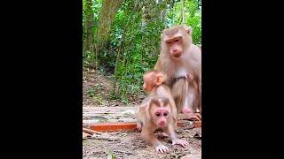 Full active Lexis had amusing time play with Jenifer shortvideo shorts short monkey animals [upl. by Nollek]