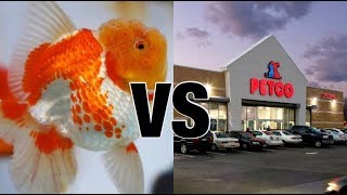 Petco Goldfish vs Show Quality [upl. by Caton]