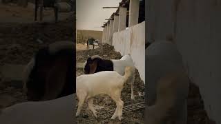 boer goats ❤️ mashallah cattlemarketkarachi cow karachi farmanimal goatfarming [upl. by Grubman374]