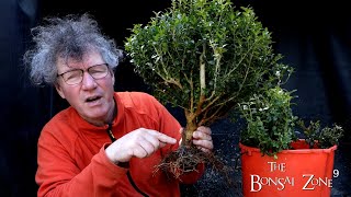 Styling and Planting a Boxwood Forest The Bonsai Zone April 2022 [upl. by Aileen801]