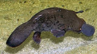 PLATYPUS A very unusual Australian  australia platypus wildlife [upl. by Robb]