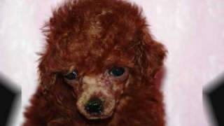 Red Teacup Poodles for SALE [upl. by Schofield]