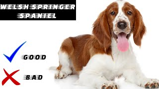 Welsh Springer Spaniel Pros And Cons  The Good And The Bad [upl. by Anicul973]