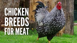 These Are The 20 Best Chicken Breeds for Meat [upl. by Vanda]