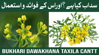 Sadaab Fawaid Aur Istemaal  Garden Rue Benefits amp Uses HindiUrdu  سداب کے فوائد اور خواص [upl. by Brownson]