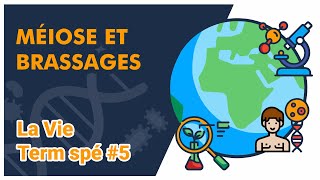 Méiose et brassages SVT  LA VIE Term spé 5  Mathrix [upl. by Culosio]