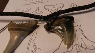 How to Mount a Sharks Tooth on a Necklace [upl. by Harley]